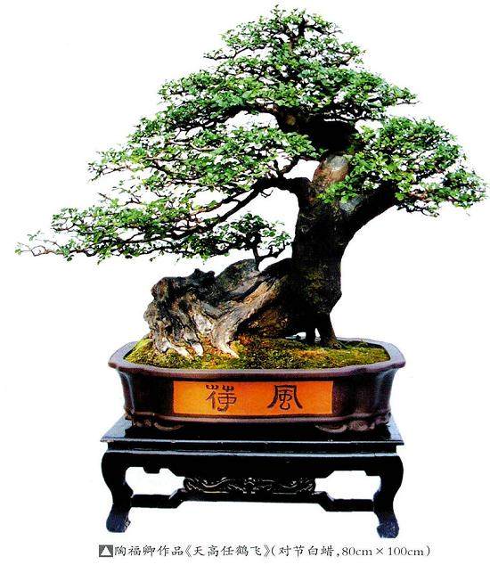 刘传刚谈中国动势盆景的制作标准