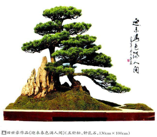 刘传刚谈中国动势盆景的制作标准