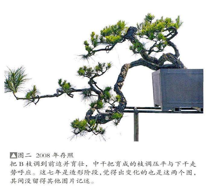 韩学年演示松树盆景的制作过程