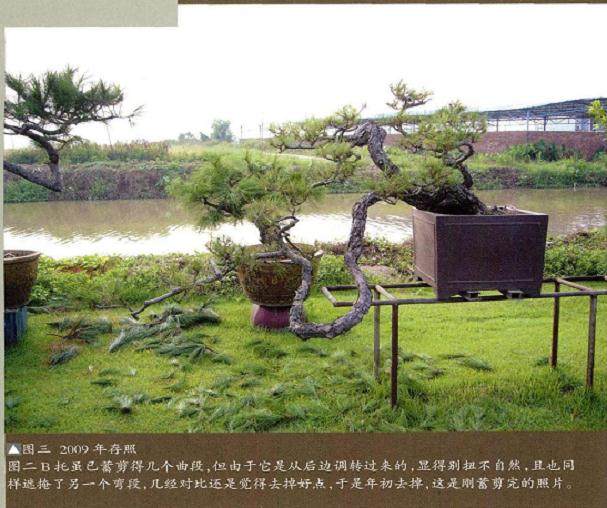 韩学年演示松树盆景的制作过程