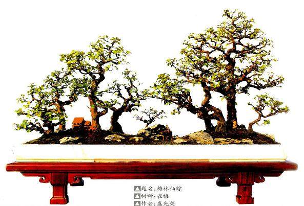 第七届盆景艺术展在义乌市成功举办