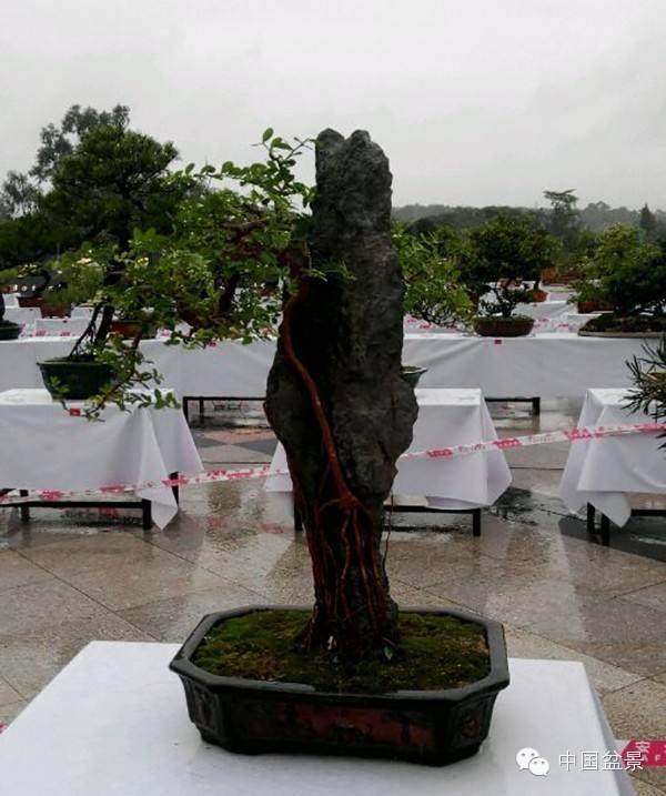 五年五班的同学们来到了世外桃源一一鸿江盆景植物园