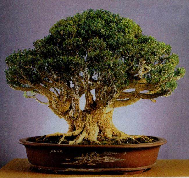 黄杨盆景的制作和养护 尤为注意以下要点