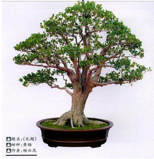 瓜子黄杨盆景发芽后怎么制作和翻盘养护