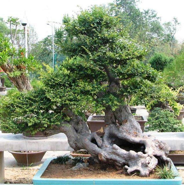 重庆秀山县花卉盆景协会成立大会