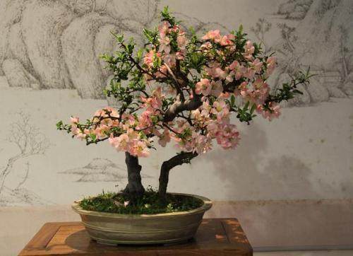 晋江盆景协会招募会员啦~~欢迎广大盆景爱好者加入组织