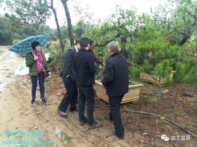 广东盆协常务理事与云浮盆景协会领导等一行参观闲云松园