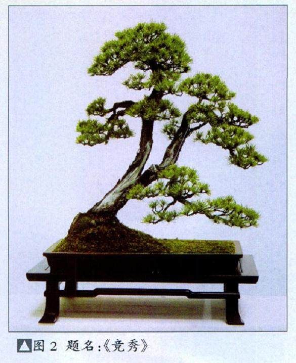 用五个例子说明如何制作好盆景