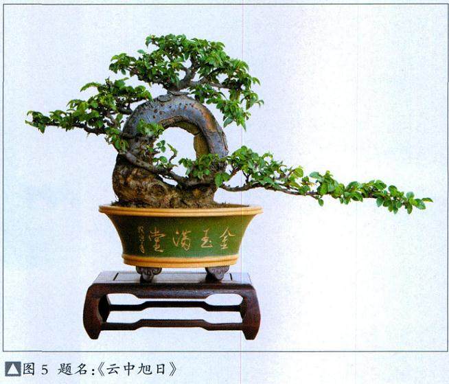 用五个例子说明如何制作好盆景