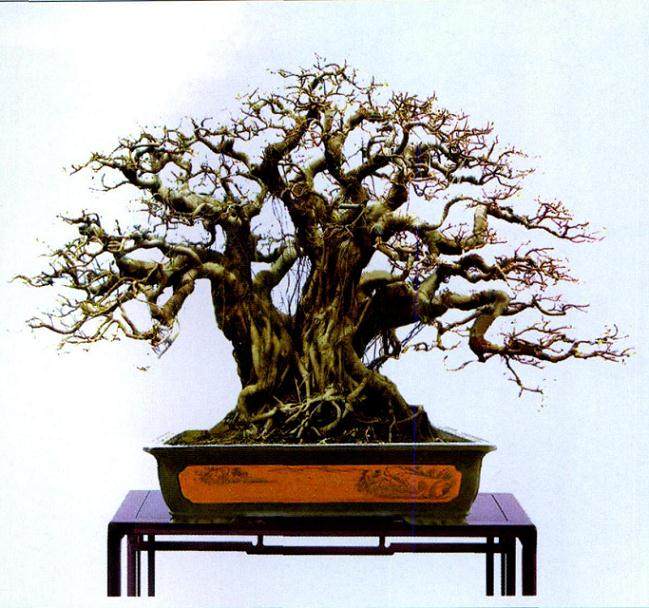 中国首届盆景明星--黄明山