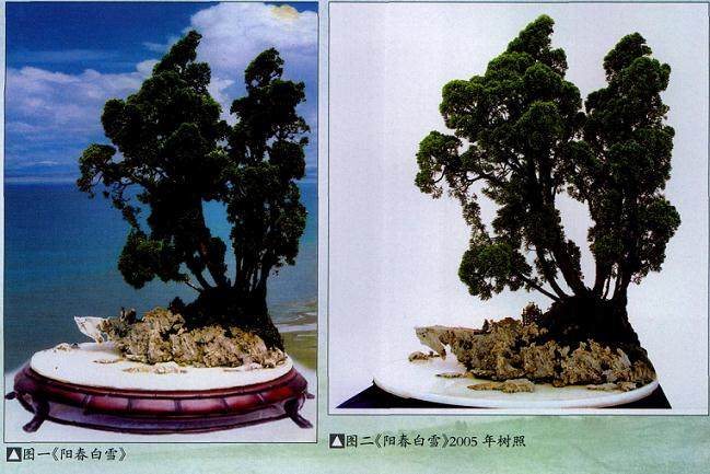 怎么打破了常见的水旱盆景构图模式