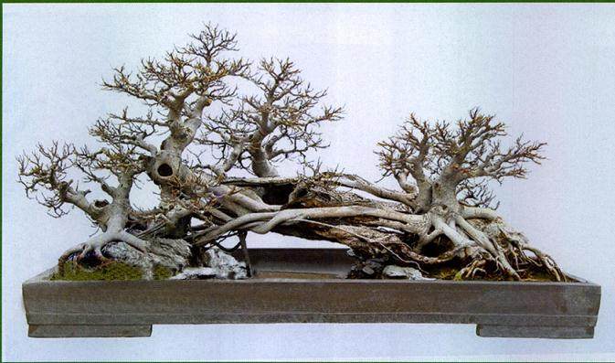 按照儿时的印象 根据树桩进行盆景的构思和创作