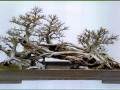 按照儿时的印象 根据树桩进行盆景的构思和创作