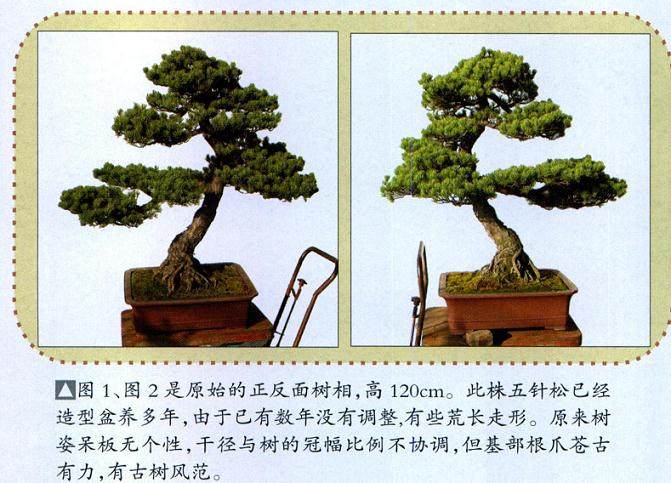 台州盆友演示:五针松盆景的制作过