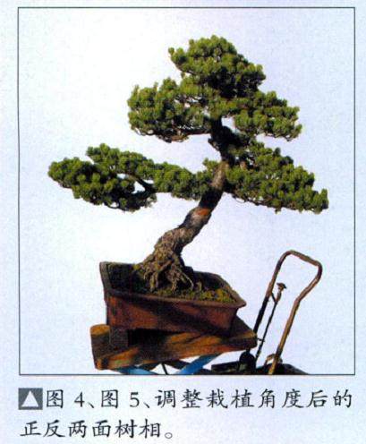 图解 台州五针松盆景怎么制作的11个过程