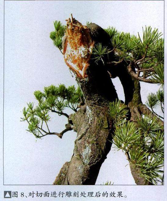 图解 台州五针松盆景怎么制作的11个过程