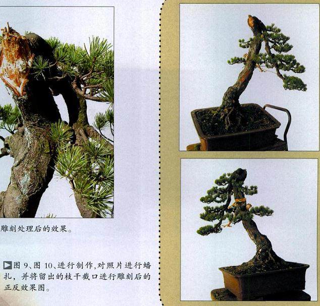 图解 台州五针松盆景怎么制作的11个过程