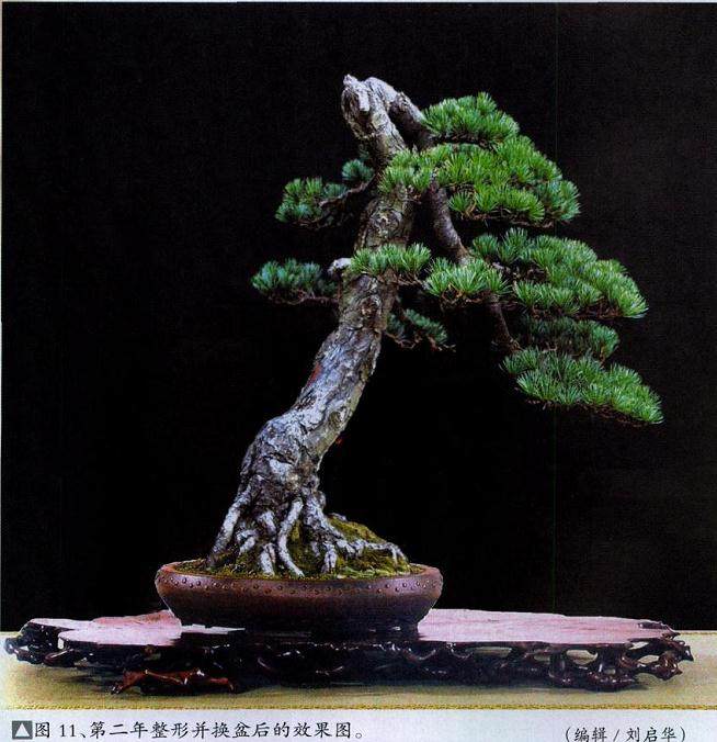 图解 台州五针松盆景怎么制作的11个过程
