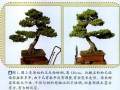 图解 台州五针松盆景怎么制作的11个过程