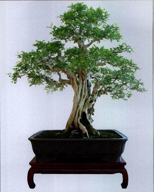 岭南盆景的发展有如下几个显著特点