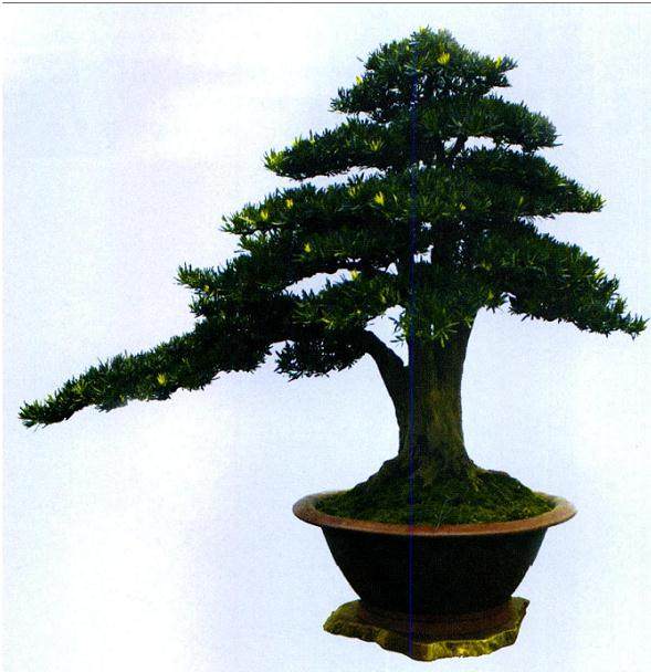 岭南盆景的薄弱环节与存在的问题