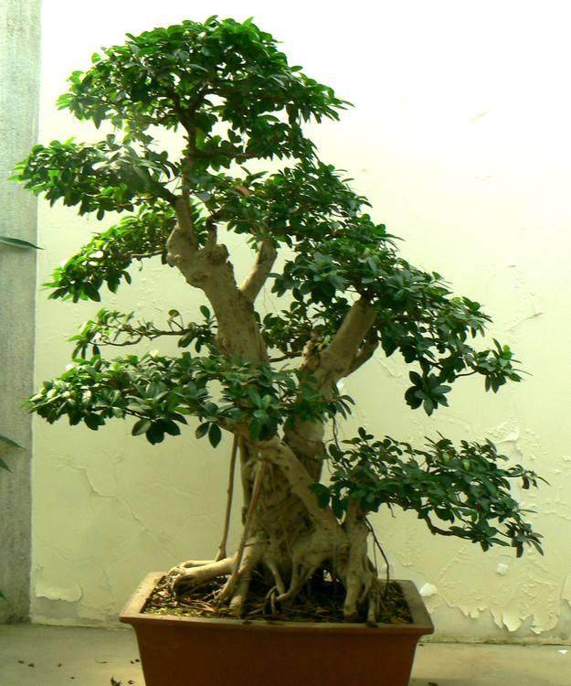 上海植物园盆景园就迎来首个前来参观的专业团队