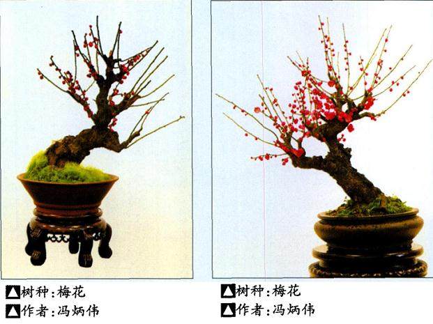 我对梅花盆景造型方法取得了一些成功经验 总结如下