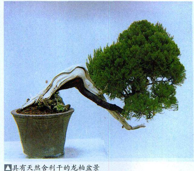 利用神枝或舍利干来强调盆景古木的表现