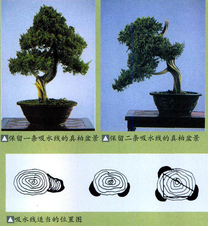 利用神枝或舍利干来强调盆景古木的表现