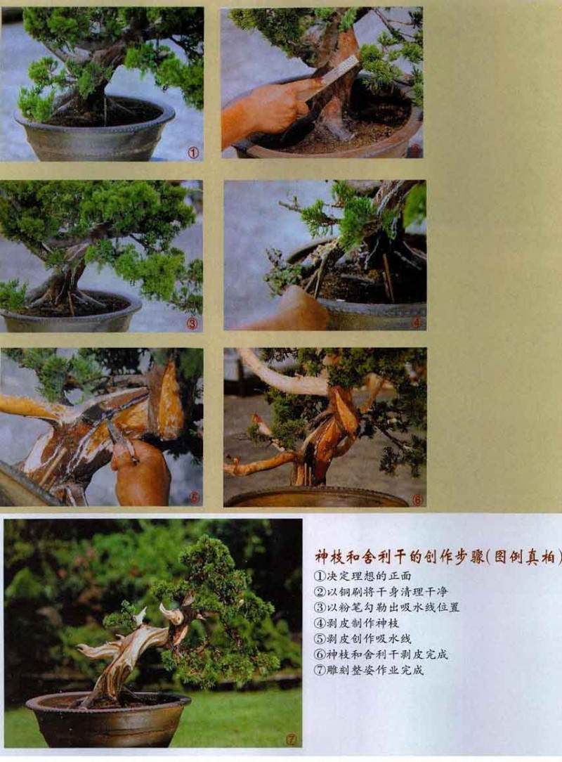 利用神枝或舍利干来强调盆景古木的表现