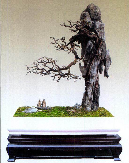 如何使自己的盆景作品做到潇洒脱俗、飘逸洒脱?