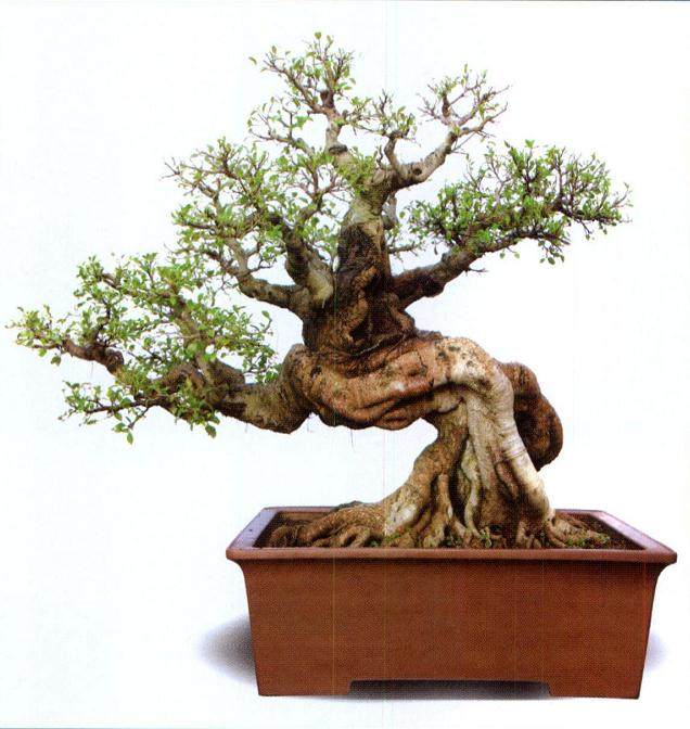 庆祝厦门盆景花卉协会成立25周年