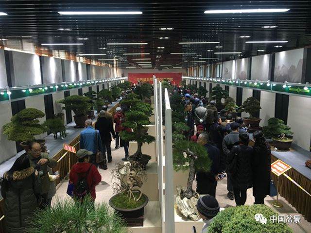 如皋盆景走进上海 市民喜赞大饱眼福