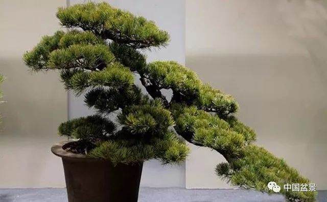 如皋盆景走进上海 市民喜赞大饱眼福