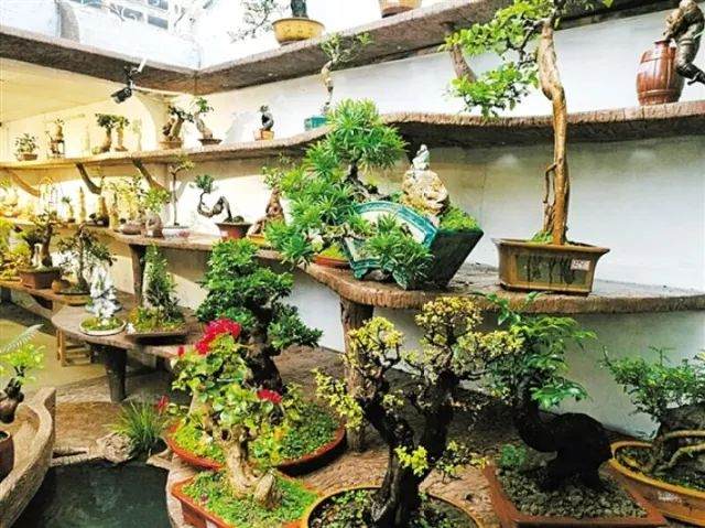 多姿盆景亮相&ldquo;大潮汕&rdquo; 本月16日&ldquo;功能切换&rdquo;销售年花