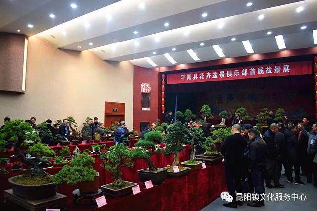 昆阳：首届盆景展在镇文化中心展出！