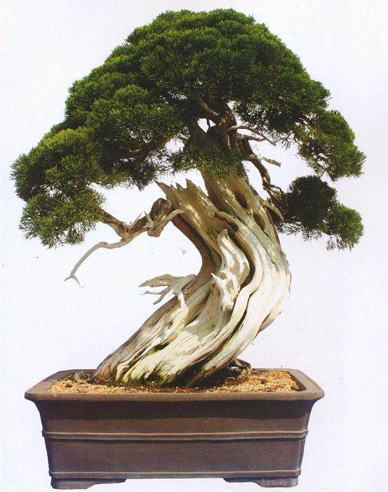 中国鑫诚杯(黄山徽州庄园)盆景创作大奖赛