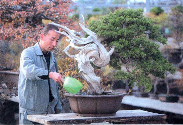 树桩盆景在温室内养护过程中从以下几方面进行