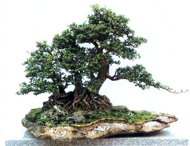 盆景大师刘传刚力作《艺海启航&mdash;&mdash;刘传刚盆景艺术轨迹》