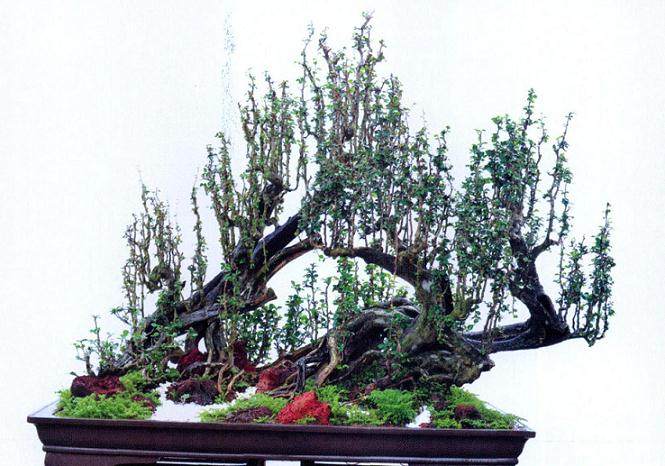 盆景大师刘传刚力作《艺海启航&mdash;&mdash;刘传刚盆景艺术轨迹》