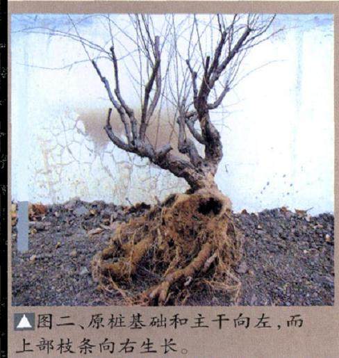 精心制作的一盆题为“鹊华烟雨”的垂柳式水旱盆景