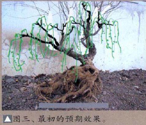 精心制作的一盆题为“鹊华烟雨”的垂柳式水旱盆景