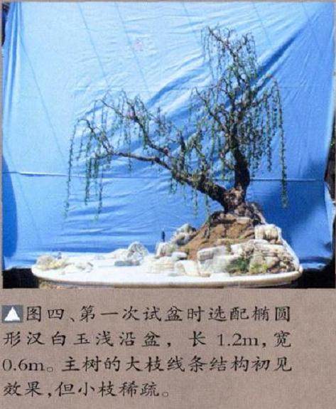 精心制作的一盆题为“鹊华烟雨”的垂柳式水旱盆景