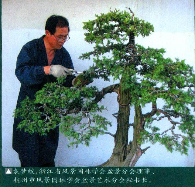 如何做好雀梅盆景的春季修剪工作？