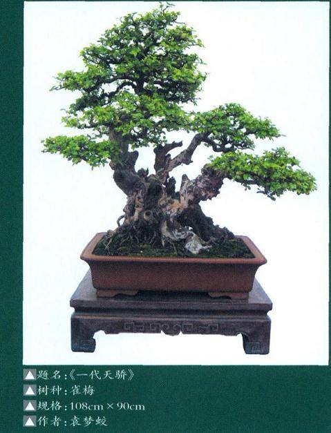 如何做好雀梅盆景的春季修剪工作？