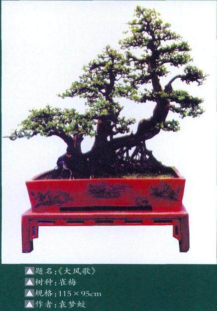 如何做好雀梅盆景的春季修剪工作？