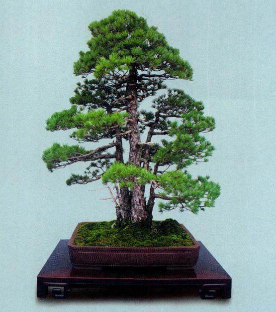 日本盆景精乎其技在&ldquo;形&rdquo;上可以说做到极至