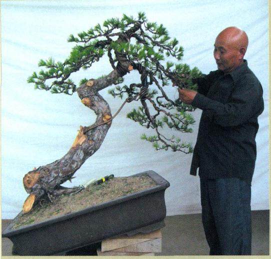 图解 孙全义对刺柏盆景剔除树冠的制作过程