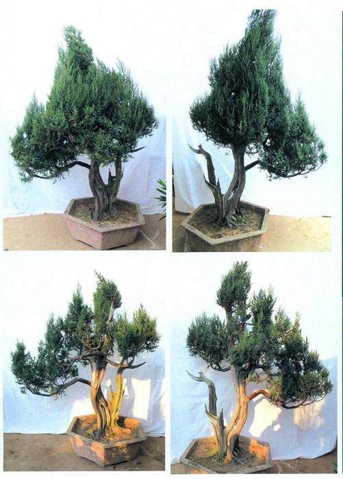 图解 孙全义对刺柏盆景剔除树冠的制作过程