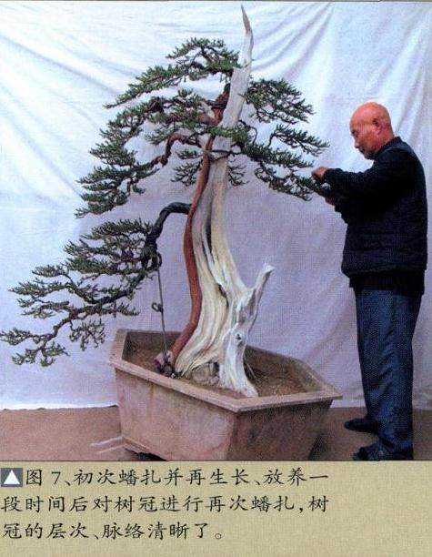 图解 孙全义对刺柏盆景剔除树冠的制作过程